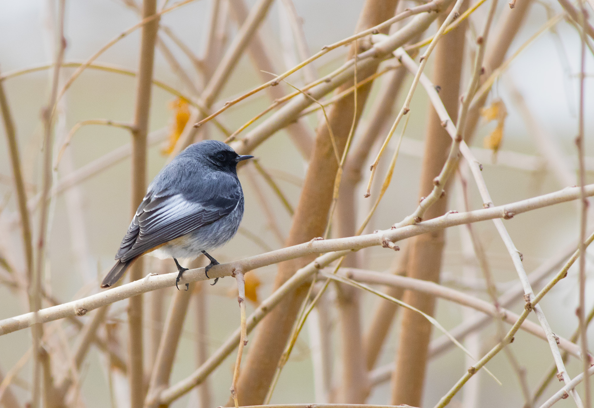 Black Redstart